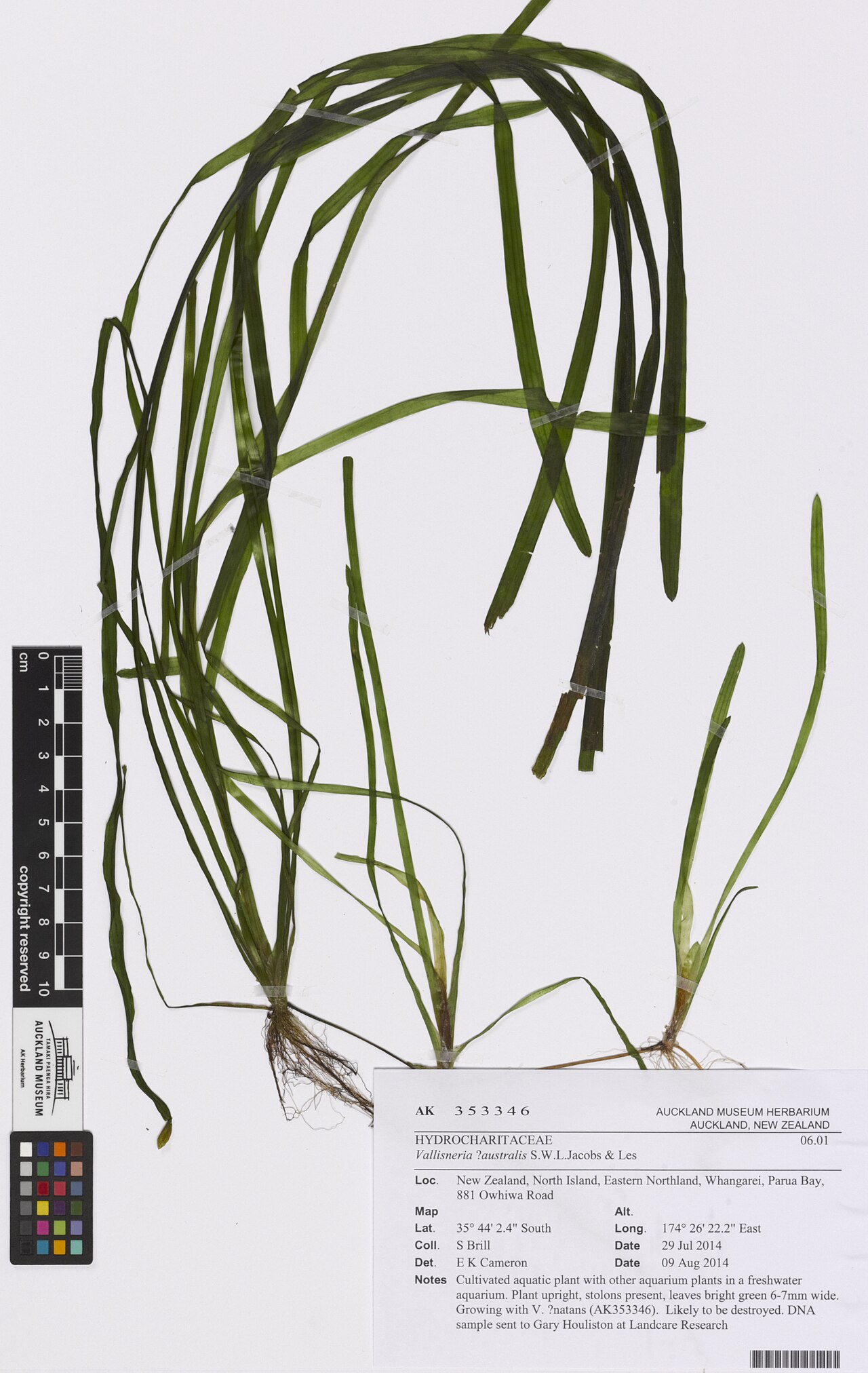 Vallisneria australis (Vallisneria australis)