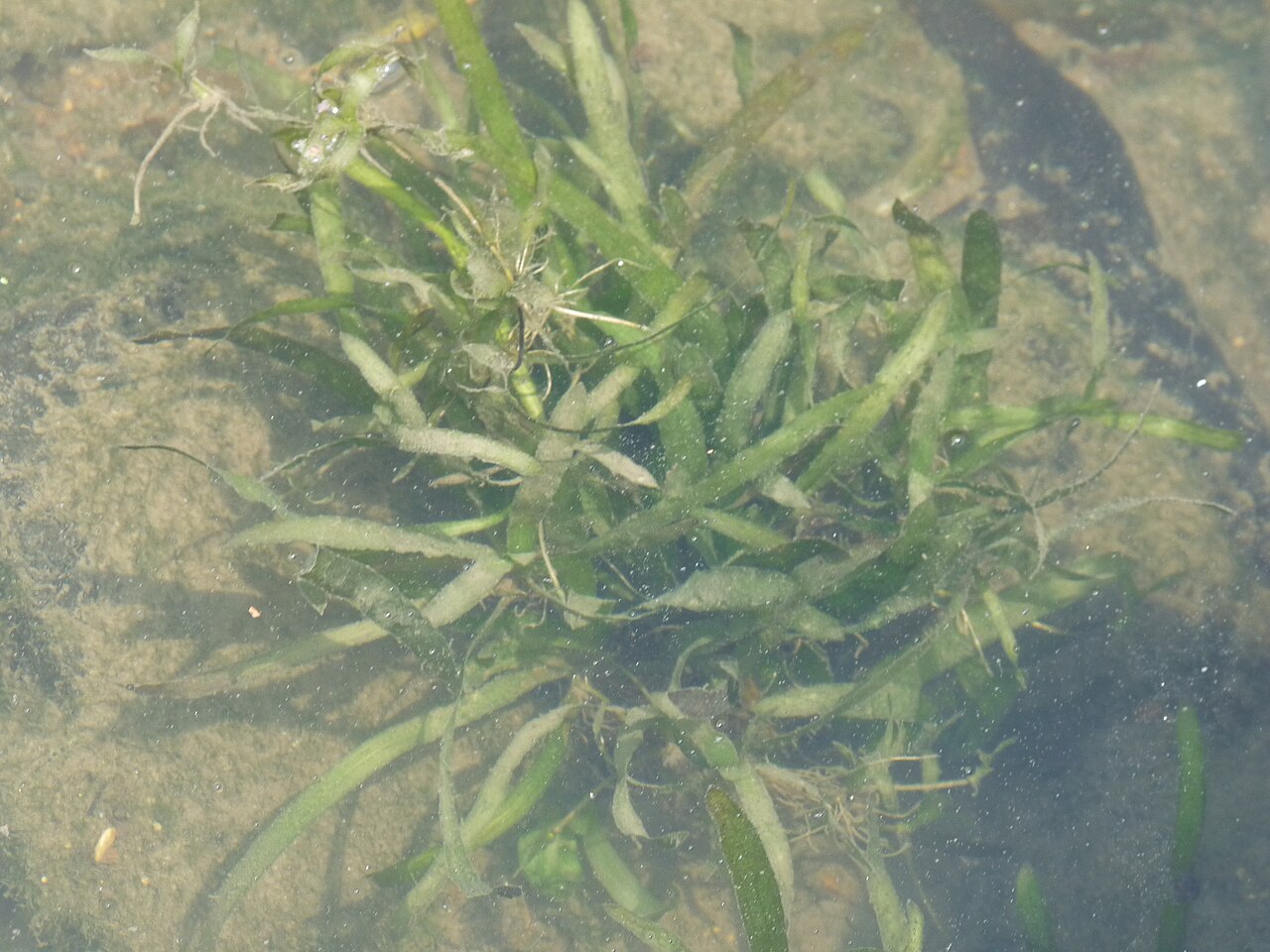Vallisneria denseserrulata: Vallisneria denseserrulata