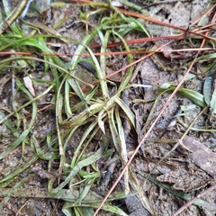 Eelgrass (Vallisneria nana)