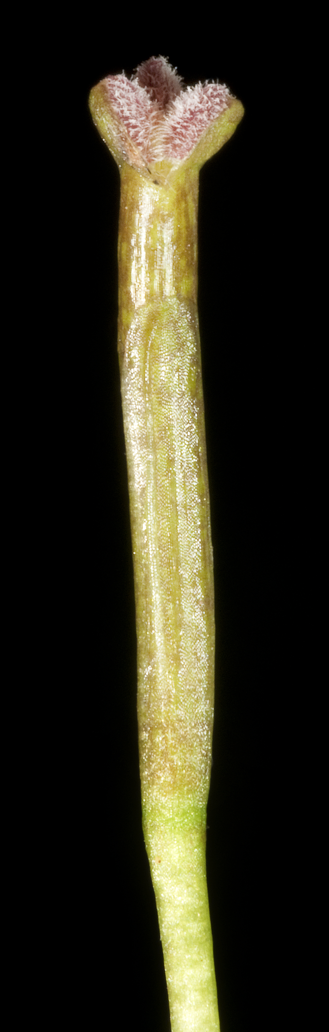 Eelgrass: KRT4455 Western Australian Herbarium