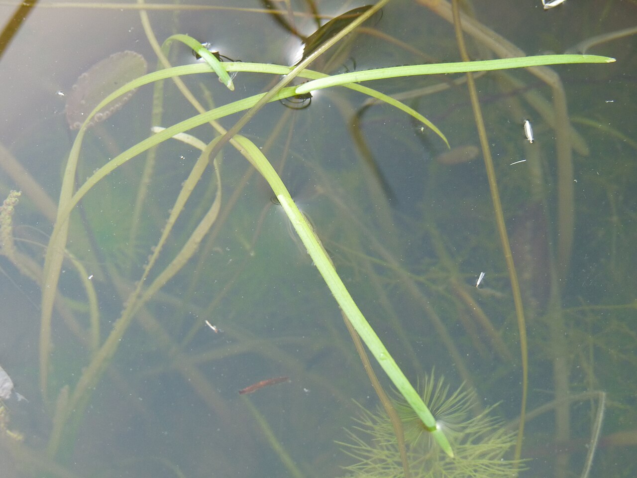 Vallisneria natans: Vallisneria asiatica