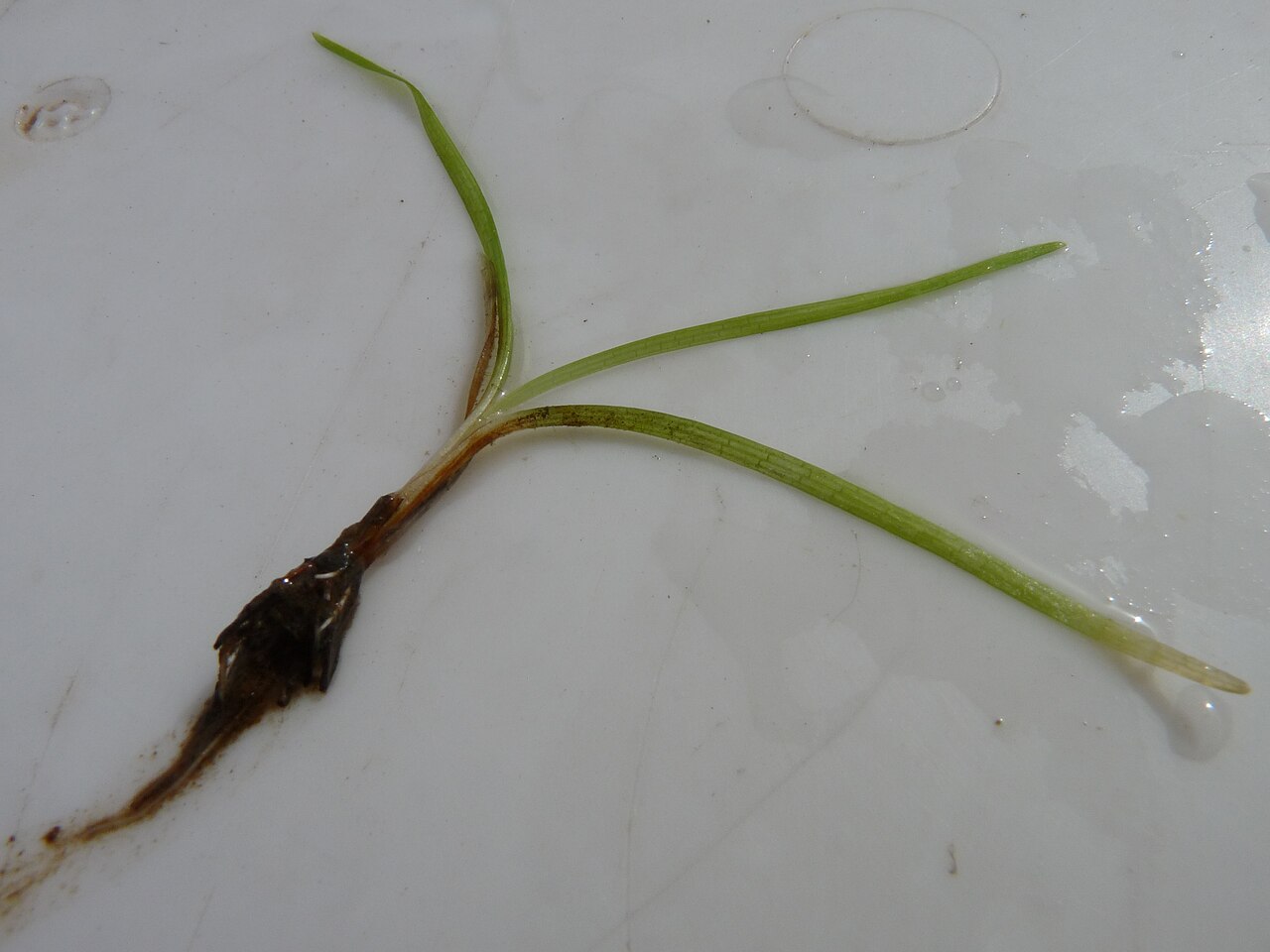 Vallisneria natans: A seedling of Vallisneria asiatica
