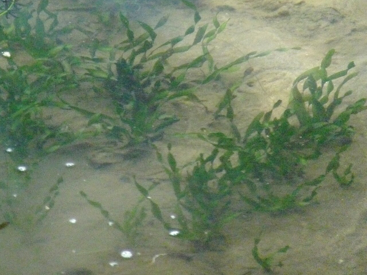 Vallisneria natans: Vallisneria asiatica var. biwaensis
