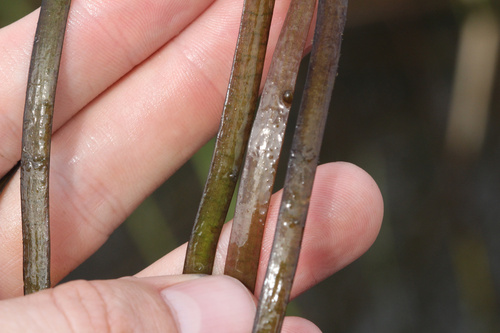 Giant eelgrass (Vallisneria neotropicalis)
