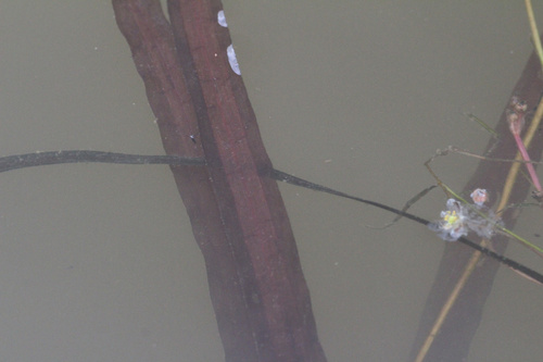 Giant eelgrass (Vallisneria neotropicalis)