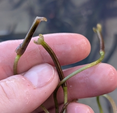 Giant eelgrass (Vallisneria neotropicalis)