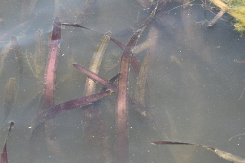 Giant eelgrass (Vallisneria neotropicalis)