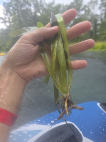 Giant eelgrass (Vallisneria neotropicalis)
