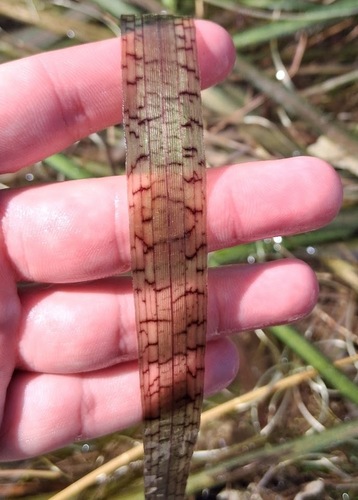 Giant eelgrass (Vallisneria neotropicalis)