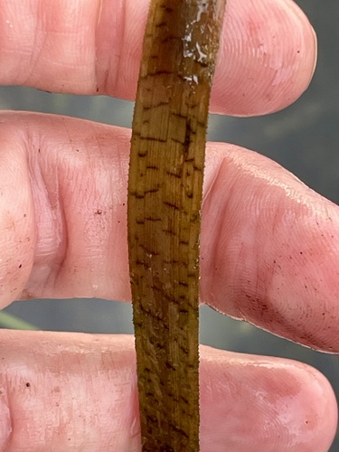 Giant eelgrass (Vallisneria neotropicalis)