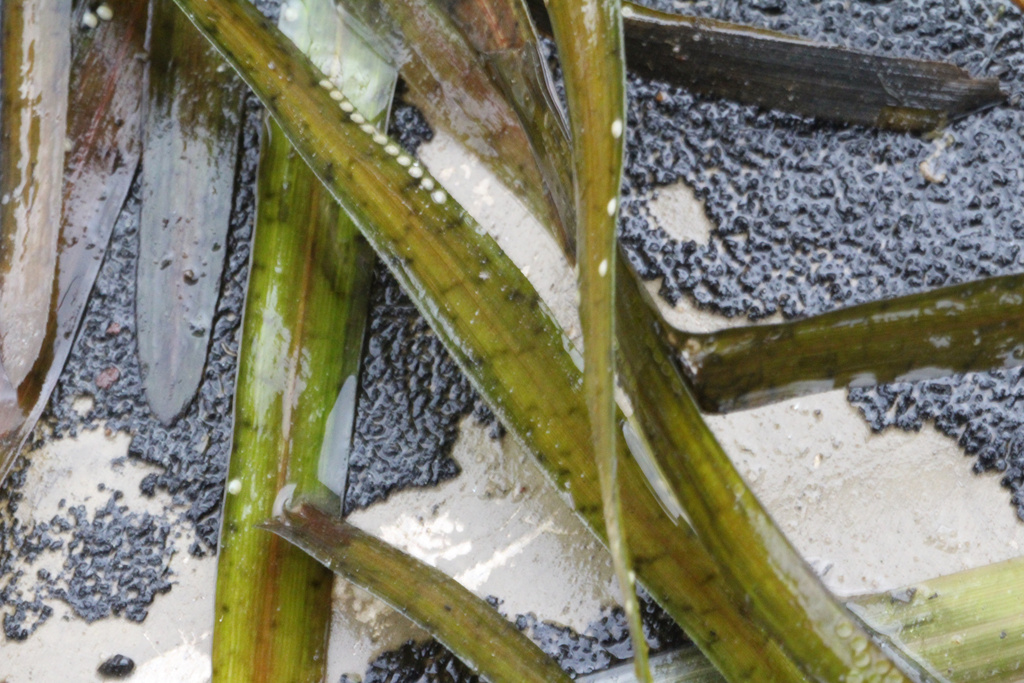 Giant eelgrass (Vallisneria neotropicalis)