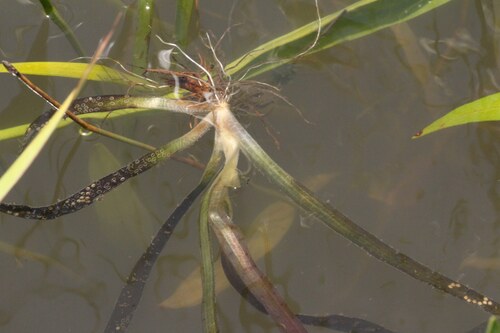 Giant eelgrass (Vallisneria neotropicalis)
