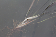 Giant eelgrass (Vallisneria neotropicalis)