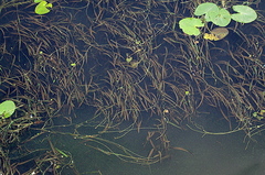 Tapegrass (Vallisneria spiralis)