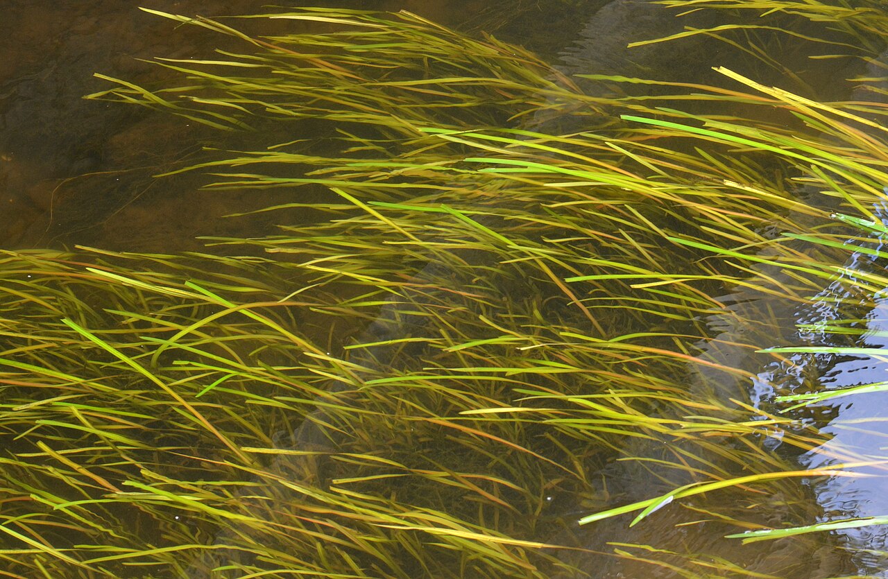 Tapegrass: Underwater mainly composed of Vallisneria spiralis waving in the current ; shot in the Dronne River at Brantôme (France) mid-August 2014, in front of the Abbaye