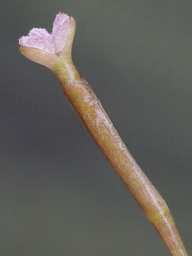 Tapegrass (Vallisneria spiralis)
