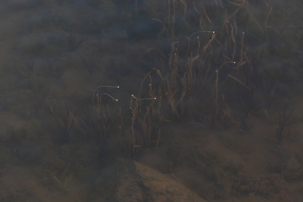 Tapegrass (Vallisneria spiralis)