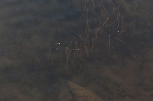 Tapegrass (Vallisneria spiralis)