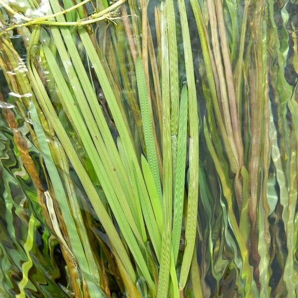 Tapegrass (Vallisneria spiralis)