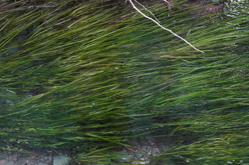 Tapegrass (Vallisneria spiralis)