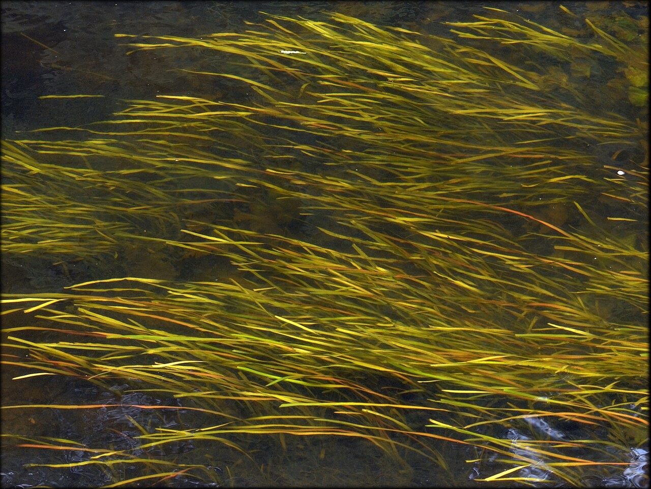 Tapegrass: Underwater mainly composed of Vallisneria spiralis waving in the current ; shot in the Dronne River at Bantôme (France) mid-August 2014, in front of the Abbaye