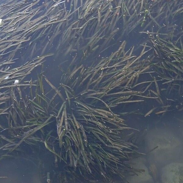 Tapegrass (Vallisneria spiralis)