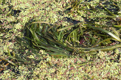 Tapegrass (Vallisneria spiralis)
