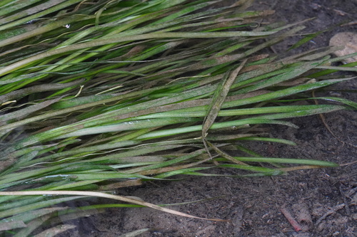 Tapegrass (Vallisneria spiralis)