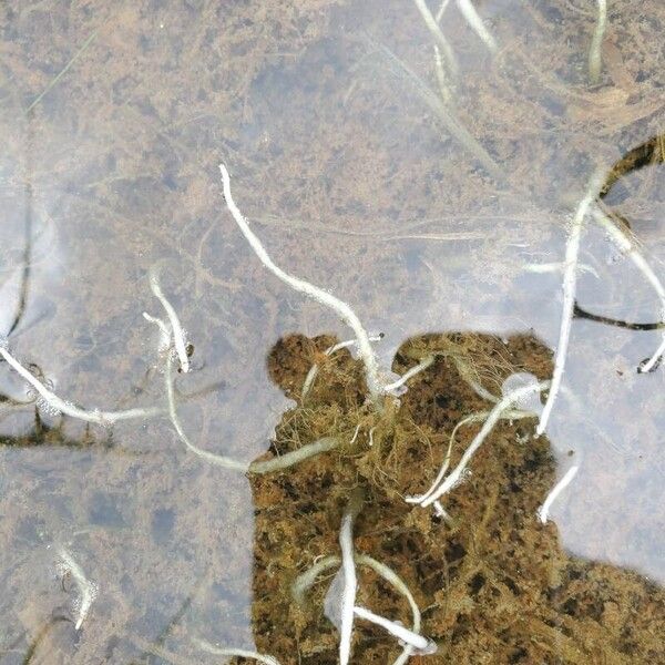 Tapegrass (Vallisneria spiralis)