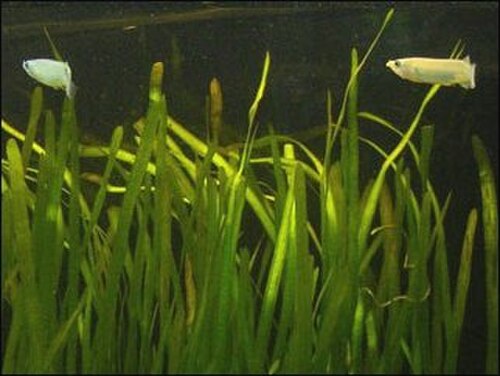 Tapegrass (Vallisneria spiralis)