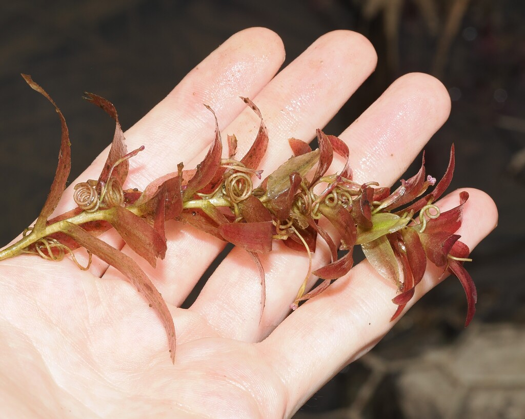 Vallisneria triptera (Vallisneria triptera)