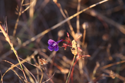 Vandellia clausa (Vandellia clausa)