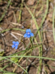 Vandellia clausa (Vandellia clausa)