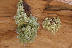 Vandellia cleistandra (Vandellia cleistandra)