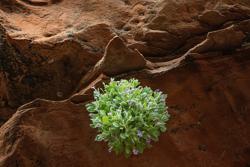 Vandellia cleistandra (Vandellia cleistandra)