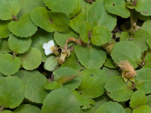 Clovis (Vandellia diffusa)