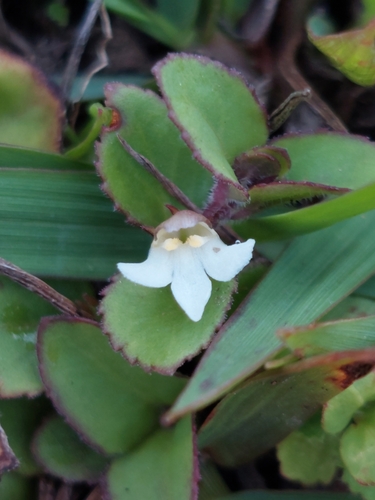 Clovis (Vandellia diffusa)