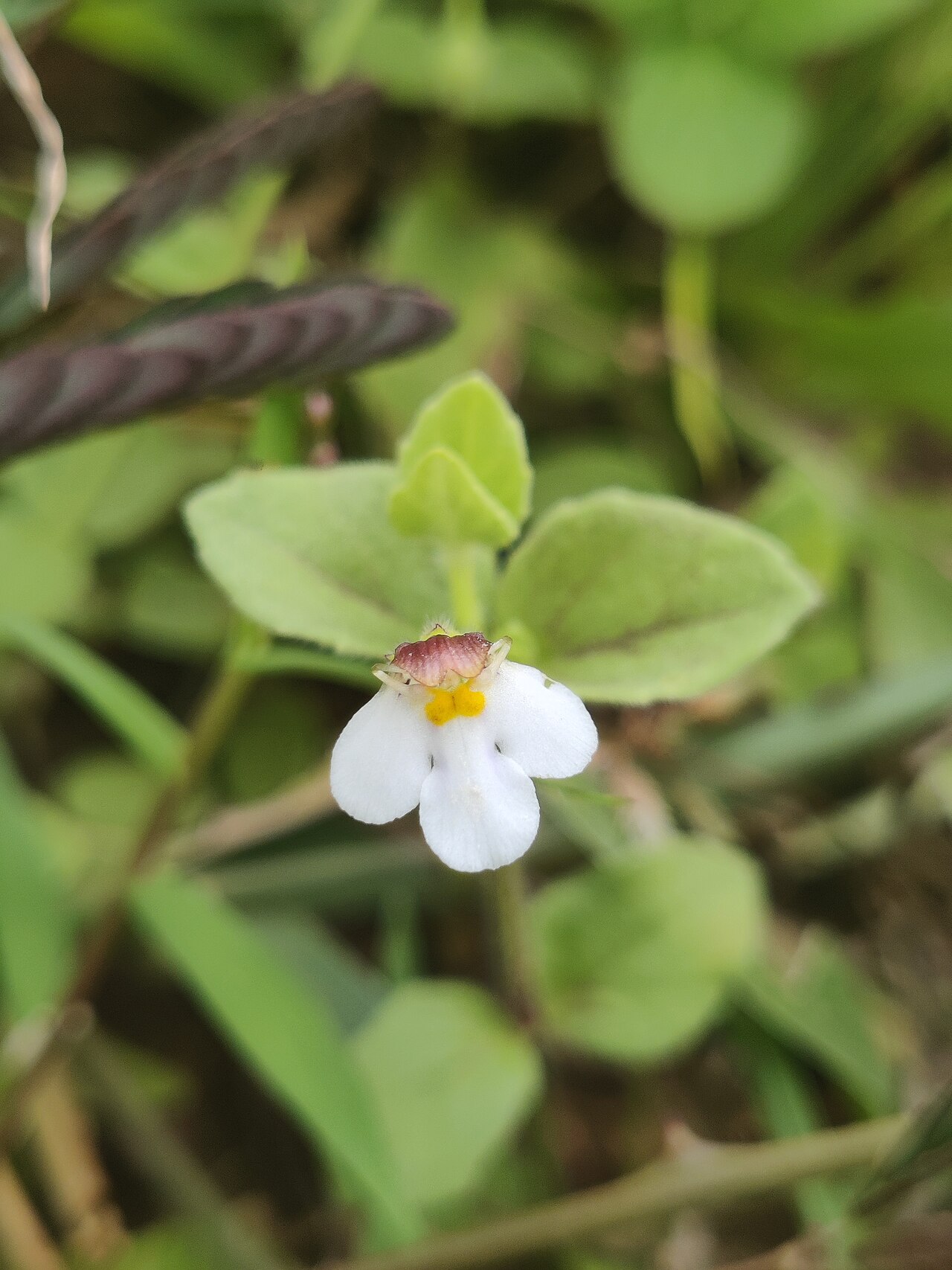 Clovis: Vandellia diffusa