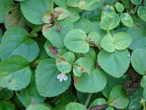 Clovis (Vandellia diffusa)