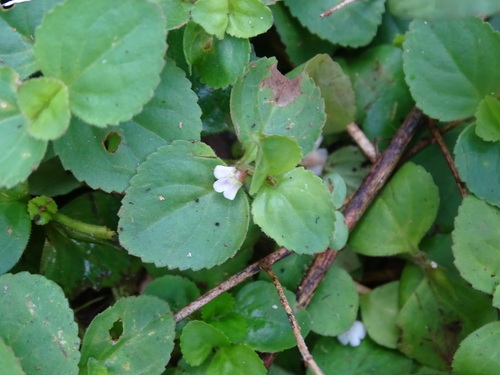 Clovis (Vandellia diffusa)