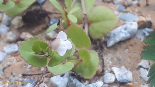 Clovis (Vandellia diffusa)