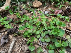 Clovis (Vandellia diffusa)