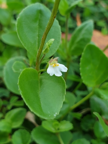 Clovis (Vandellia diffusa)