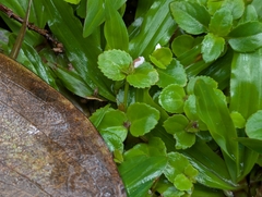Clovis (Vandellia diffusa)