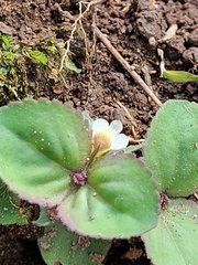 Clovis (Vandellia diffusa)