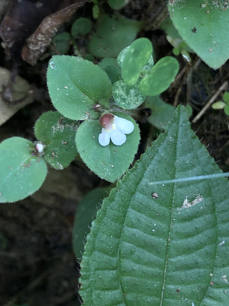 Clovis (Vandellia diffusa)