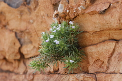 Vandellia eremophiloides (Vandellia eremophiloides)