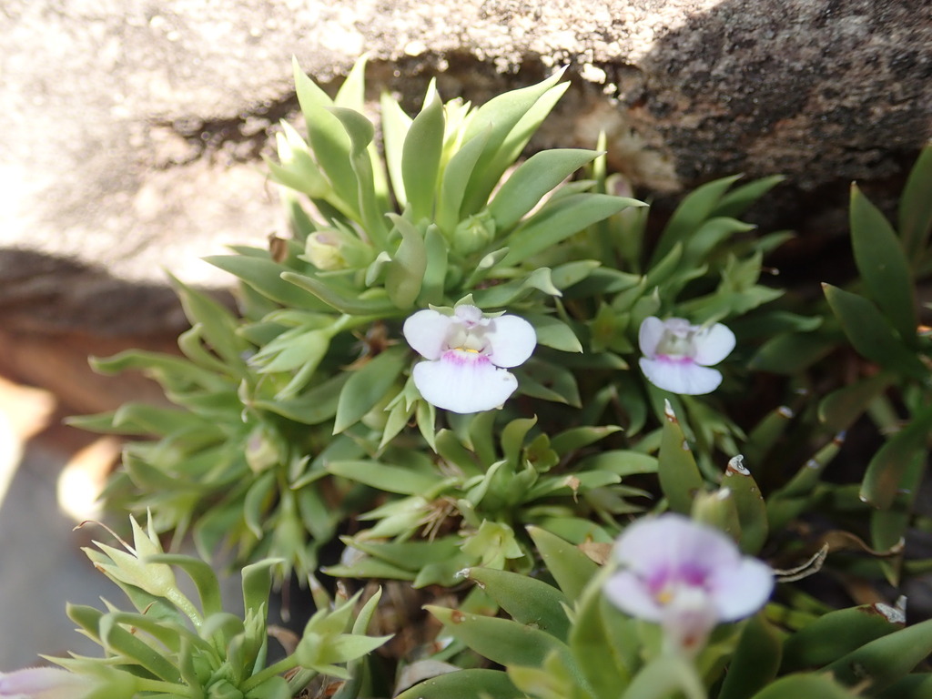 Vandellia eremophiloides (Vandellia eremophiloides)