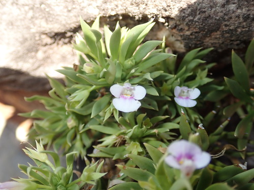 Vandellia eremophiloides (Vandellia eremophiloides)