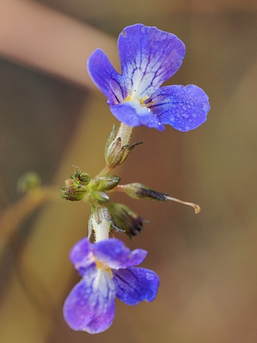 Vandellia lobelioides (Vandellia lobelioides)
